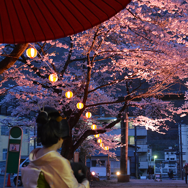 Kinugawa Onsen Night Cherry Blossom Festival