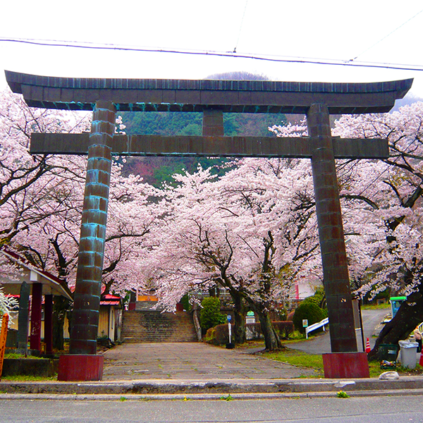 鬼怒川護国神社的染井吉野櫻花